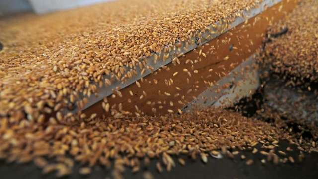 〈商品報價〉乾燥氣候有利收割 小麥期貨下挫4%。(圖:AFP)