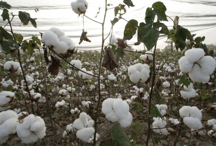 新疆供應全球約 20% 的棉花，全球銷售的棉製服裝中，約有五分之一的製品來自新疆棉或紗 (圖片：AFP)