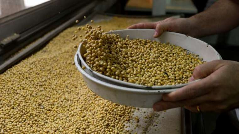 北美黃豆收成疑慮已減緩 (圖: AFP)