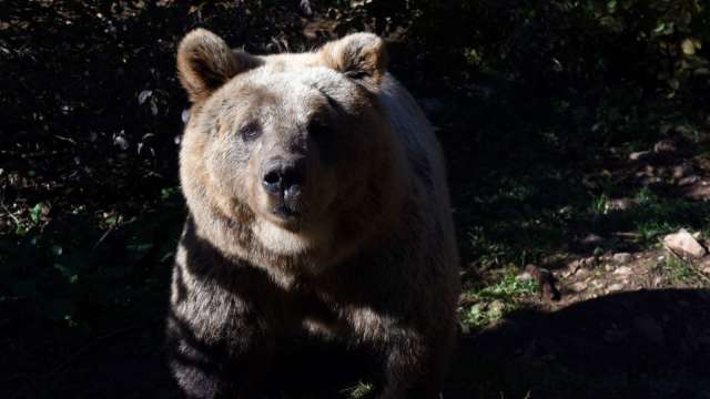 美原油墜入熊市 分析師預測接下來會發生什麼？ (圖片：AFP)