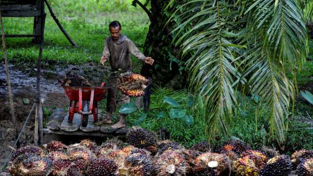 棕櫚油價格驟降43%，中國下游成本壓力減緩。(圖: AFP)