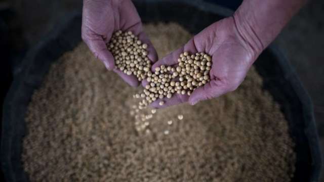 黃小玉本周收高 黃豆有望創一年多來最大單周漲幅(圖:AFP)