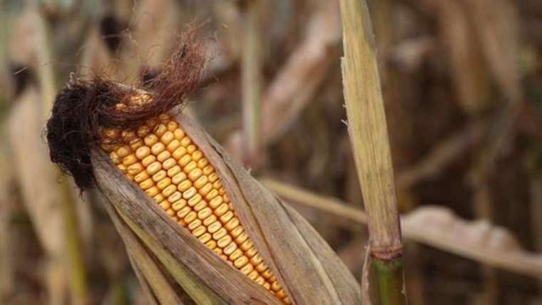 美國、歐洲的玉米收成預估將減少。(圖: AFP)