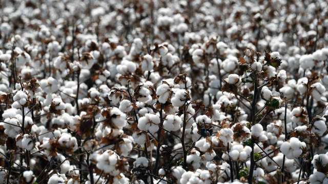 美國德州棉花品質惡化 威脅全球供應前景 (圖：AFP)