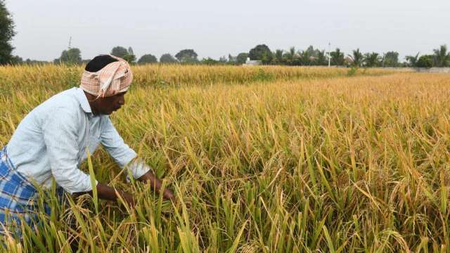 印度考虑限制碎米出口 以保护国内供应、压抑通膨(图:AFP)(photo:CnYes)