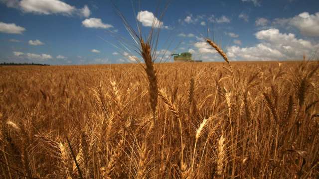 加拿大今年小麥產量好轉 可望提振全球供應(圖片：AFP)
