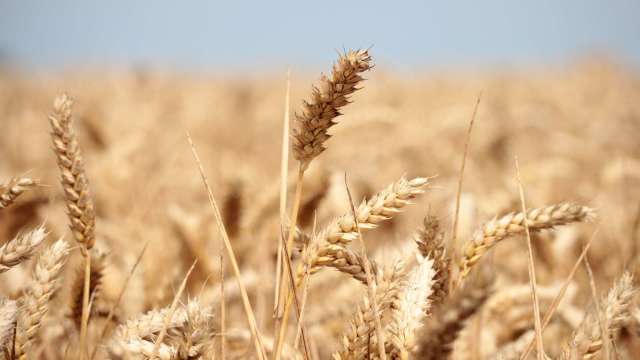 聯合國：食品價格飆漲 恐導致全球糧食危機(圖片：AFP)