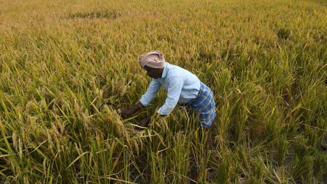 印度再出手限制粮食出口 对部分稻米品种课税20% (图：AFP)(photo:CnYes)