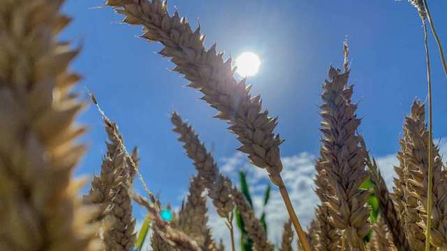 美國玉米因獲利了結下跌 黃豆、小麥維持漲勢(圖:AFP)
