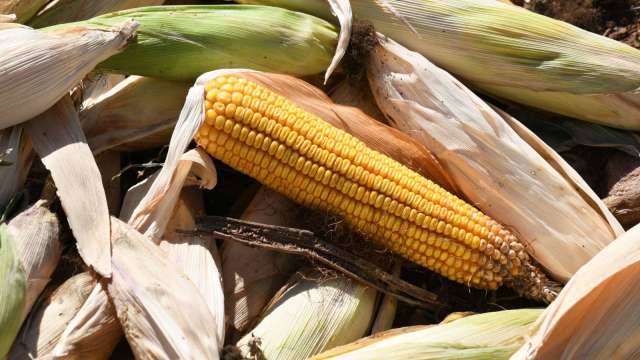 中國限制玉米澱粉出口 透露供應隱憂(圖片：AFP)