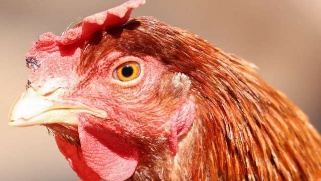 歐洲爆發紀錄性高致病性禽流感 恐造成嚴重公衛問題 (圖片：AFP)
