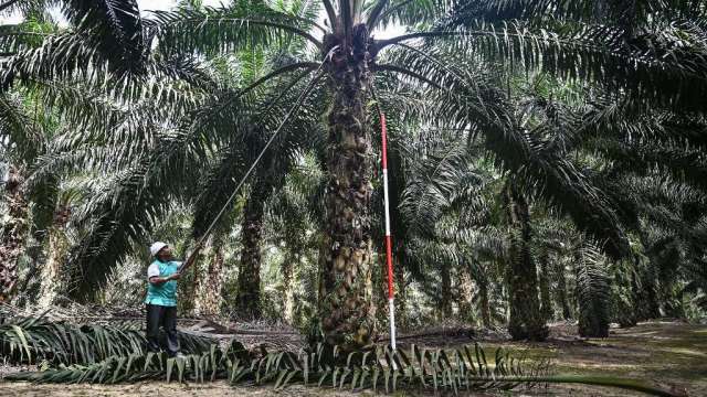 棕櫚油大漲近5%至7周高點 因令吉走貶及供應擔憂(圖:AFP)