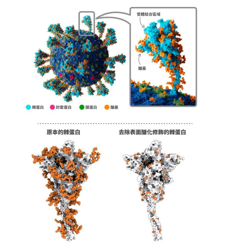 新冠病毒（SARS-CoV-2）的棘蛋白上面有醣化修飾（標示為橘色），醣基包裹的位置不太容易突變，因此去除表面的醣化修飾之後，可以進一步製成廣效疫苗。 圖│研之有物（資料來源｜翁啟惠、中研院基因體中心）