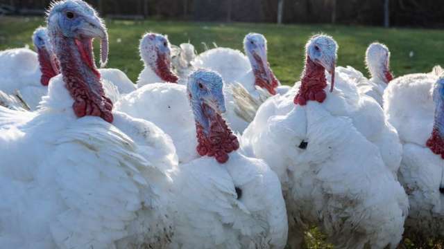 禽流感与通膨打击 火鸡价格大涨23% 今年感恩节大餐将是史上最贵(图:AFP)(photo:CnYes)