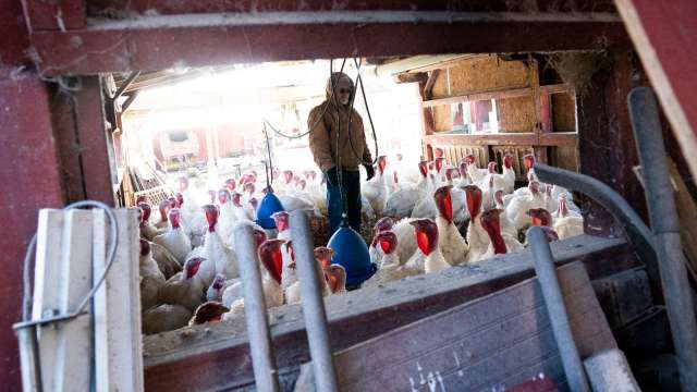 美國面臨史上最嚴峻禽流感危機。(圖: AFP)