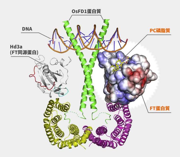 電腦模擬 FT 蛋白質和 PC 磷脂質結合的「開花素活化複合體」3D 結構。 資料來源│iScience