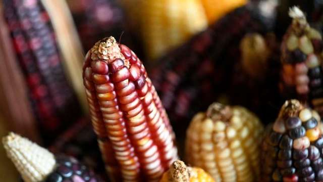 〈商品報價〉美種植面積看增 玉米期貨下挫2.2%。(圖:AFP)