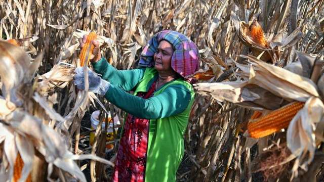 〈商品報價〉氣候改善 玉米期貨摔至6個月新低。(圖:AFP)