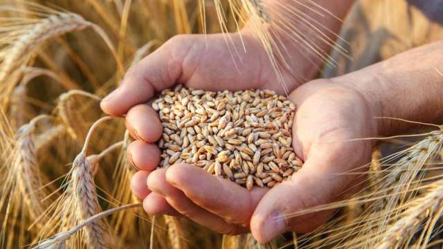 〈商品報價〉兩大糧商停運俄國穀物 小麥期貨攀至三周新高。(圖:SHUTTERSTOCK)