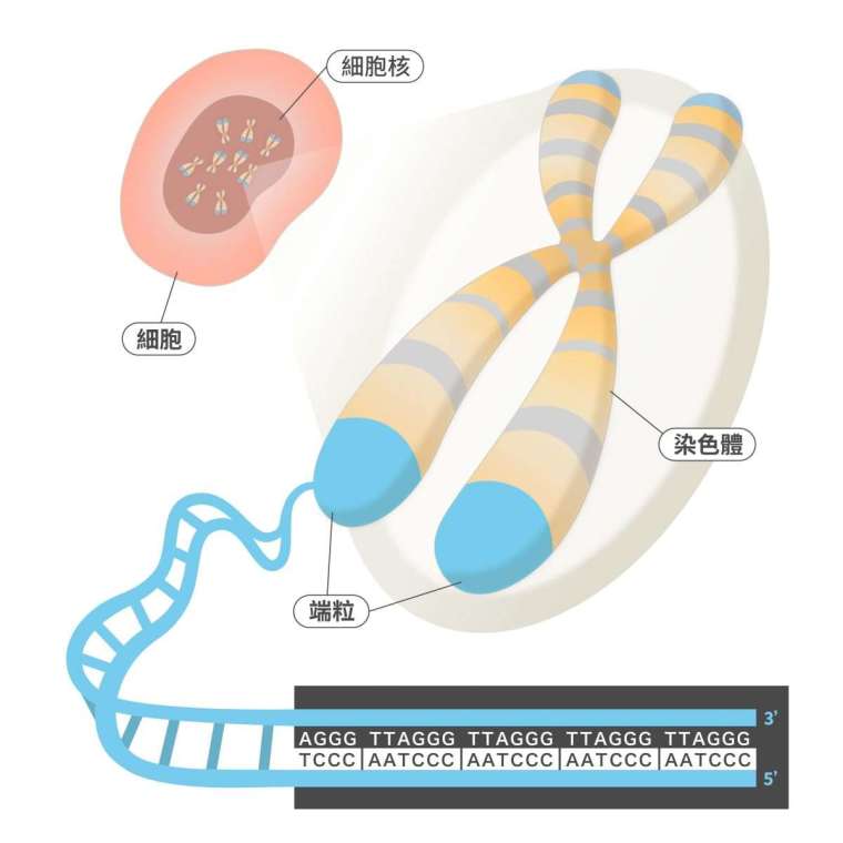 端粒（telomere）是真核生物染色體末端的特殊結構，由一段重複的相同序列 DNA 與許多蛋白質組成。以人類來說，端粒的重複 DNA 序列是「TTAGGG／CCCTAA」 圖｜研之有物（資料來源｜Labster）