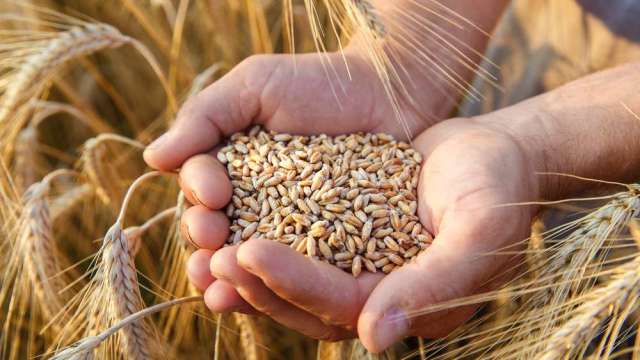 〈商品報價〉冬小麥良率改善 小麥期貨下跌1%。(圖:shutterstock)