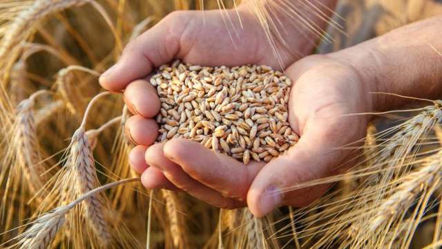 〈商品報價〉多頭獲利了結 小麥回吐漲幅下挫3.2%。(圖:shutterstock)