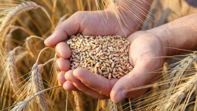 〈商品報價〉 小麥下挫4.2%創2年半新低 跌破6美元關卡。(圖:shutterstock)