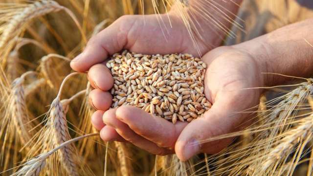 〈商品報價〉擔憂旱情 黃豆與小麥期貨跳漲逾2%。(圖:shutterstock)