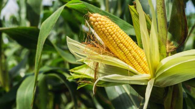 〈商品報價〉需求疲軟 玉米期貨下挫近2%。(圖:Shutterstock)