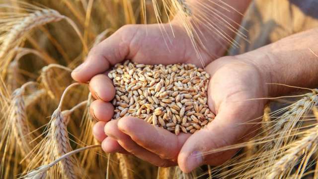 圣婴现象回归 澳洲估下季小麦将减产三分之一 (图:shutterstock)(photo:CnYes)