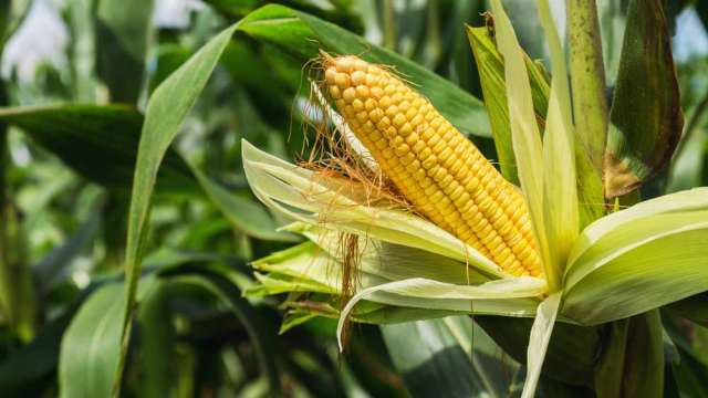 〈商品報價〉乾旱衝擊良率 玉米期貨上漲1.8%。(圖:shutterstock)