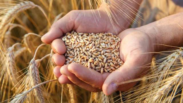 〈商品報價〉美國可能上調產量預估 小麥下挫1.8%。(圖:shutterstock)