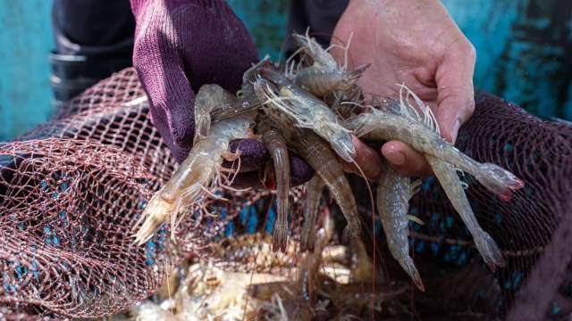 泓德能源漁電共生收穫豐 今年漁獲營收估逾1200萬元。(業者提供)