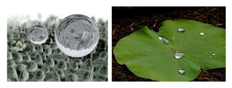 電腦模擬圖（左）和實際照片（右），蓮葉上密集的微小突起，讓大顆的水珠和灰塵不易附著，這讓蓮葉具有疏水與自我清潔的特性。 圖｜William Thielicke、GJ Bulte