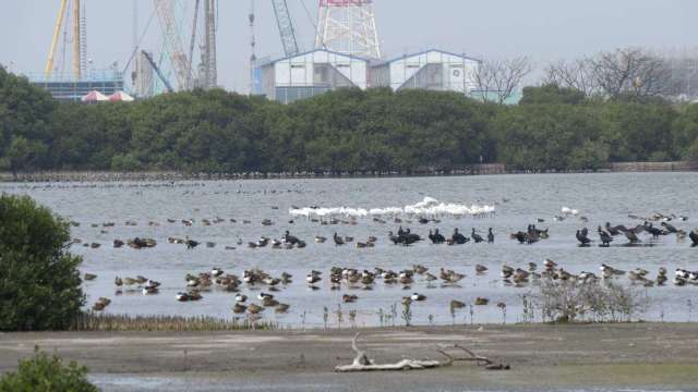 維護濕地生物多樣性，台電運用科學化管理並結合水位調控技術，讓水鳥數量提升，成為黑面琵鷺重要中繼站，贏得「飛鳥電廠」美名 (圖：台電提供)