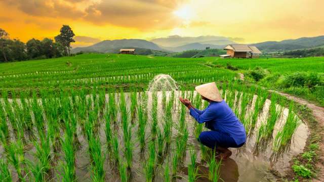 聯合國：11月世界糧食價格創19個月新高(圖:shutterstock)