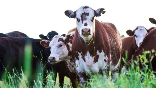 美國牛肉產業陷入危機 恐加劇食品通膨壓力(圖:shutterstock)