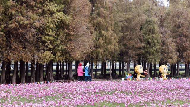 台南六甲落羽松觀光季已揭幕。(圖：台南市政府提供)