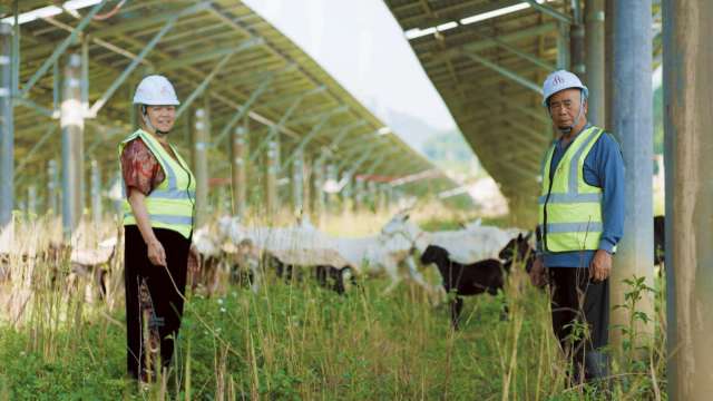 台泥推動能源轉型 廣東英德廠導入「羊電共生」。(圖:台泥提供)