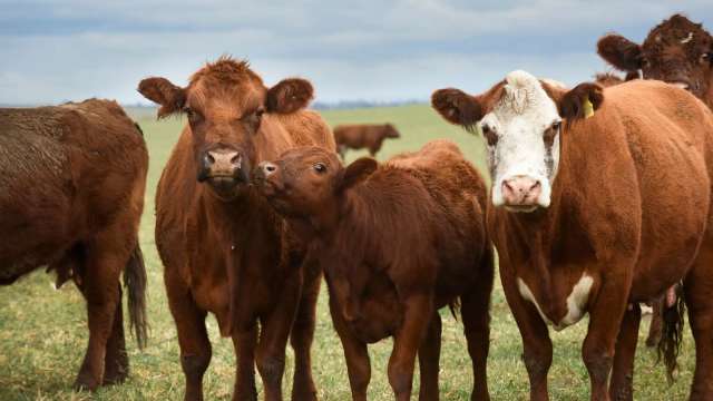 美國農民怒了!川普擬開放阿根廷牛肉進口 (圖:shutterstock)