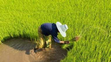 泰中關係升溫！中國承諾採購50萬噸泰國米 雙方全面深化合作。(圖:shutterstock)