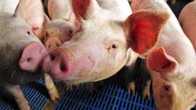中國對歐盟豬肉及豬副產品徵收反傾銷稅 最高19.8% 明起生效(圖:shutterstock)