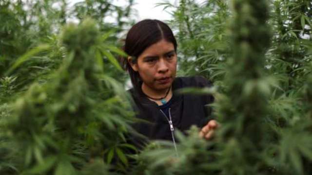 美國總統川普簽署行政命令，指示將大麻重新分類為醫療使用和研究開闢道路。