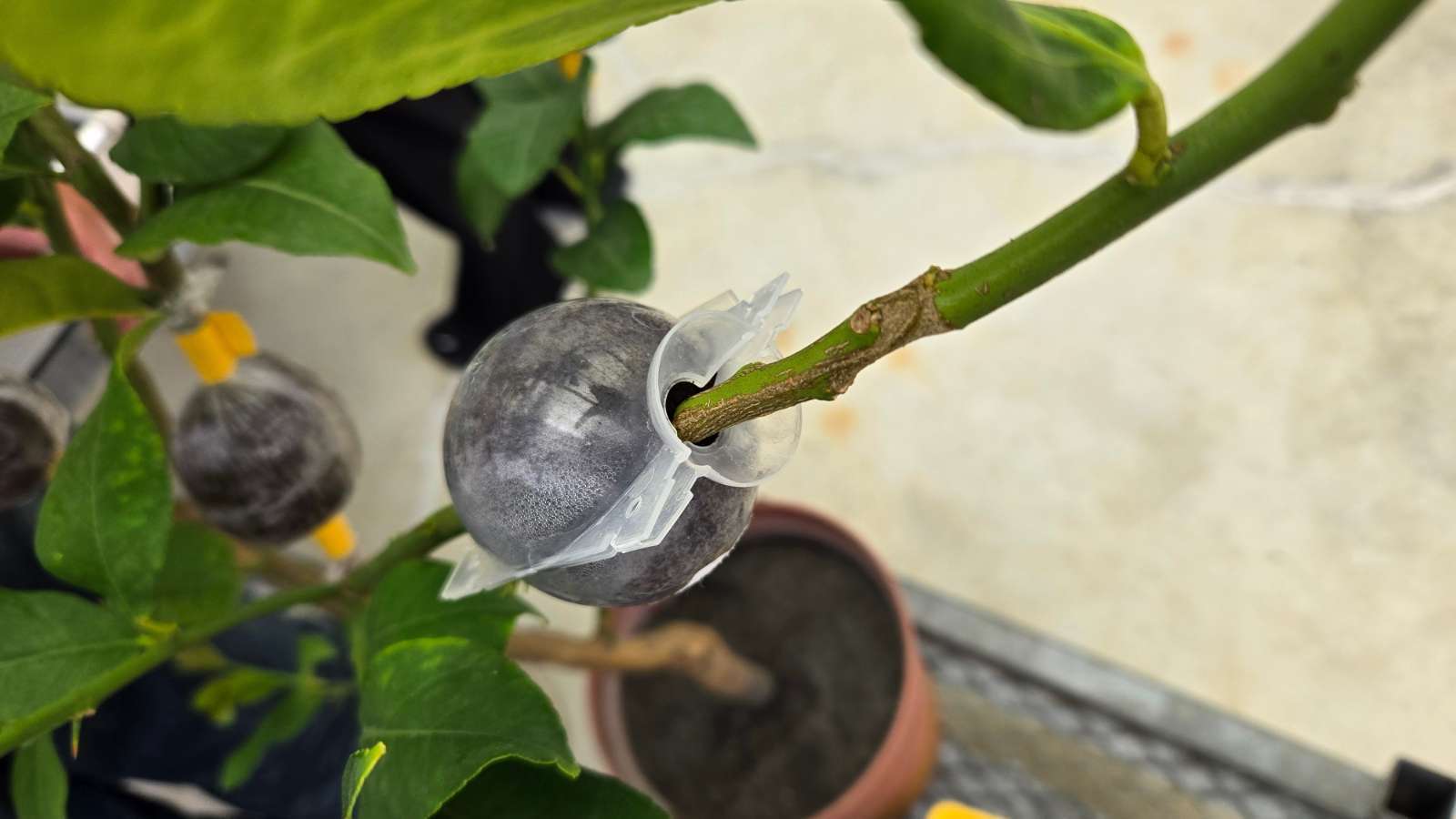 SeepPlug 在芸香科作物空中壓條繁殖的實際運用