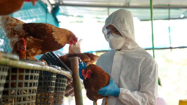 全球禽流感警報升溫！日本撲殺43萬蛋雞、美國首現人感染H5N5死亡案例。(圖：Shutterstock)