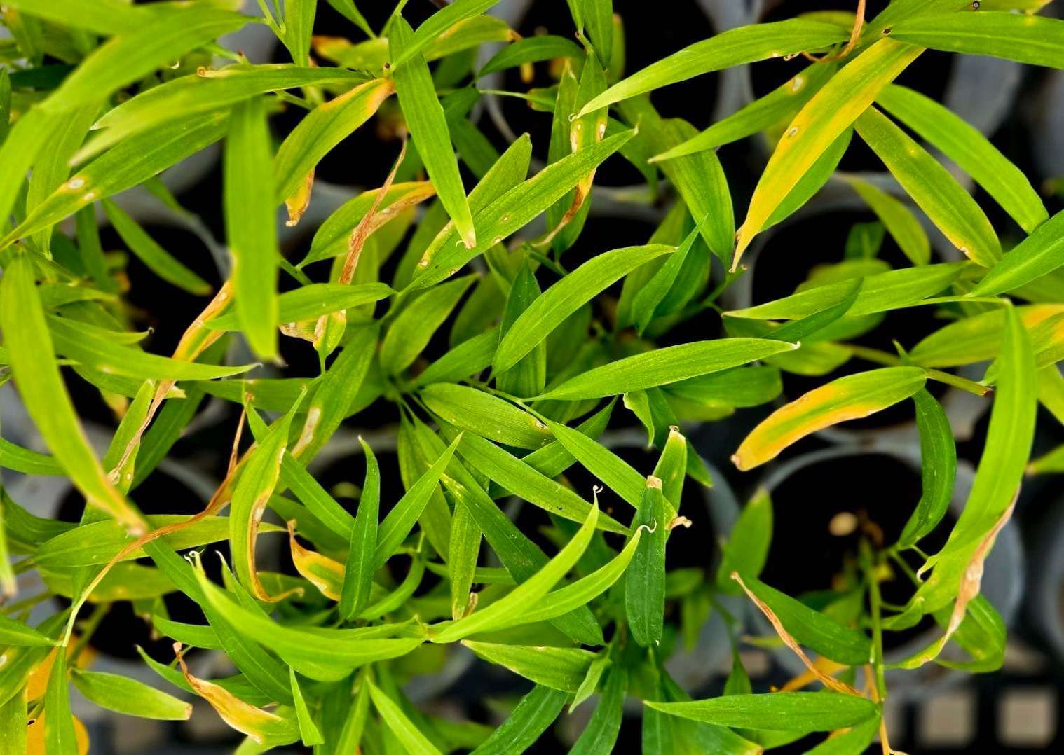 使用 Seepplug 進行田間試驗的作物示範。(圖: 業者提供)