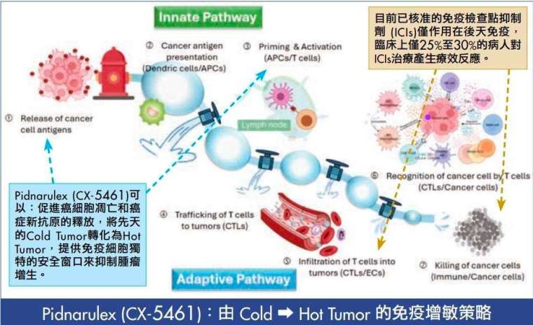 藥理機轉圖   圖:生華科提供