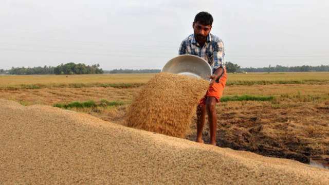肥料燃料雙漲衝擊稻作！東南亞稻農陷「棄收、減種」困境  (圖:Shutterstock)