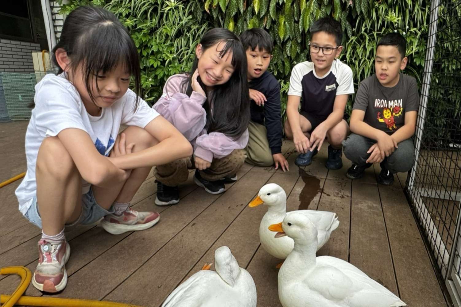 桃園霄裡國小學生在校內照顧柯爾鴨，成為最好的生命教育。(圖：黑松提供)