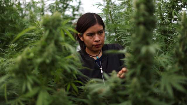 大麻要「降級」了？美國政策出現重大變化(圖：REUTERS/TPG)